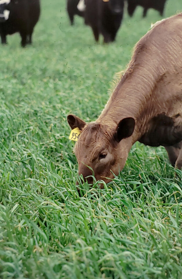 Grazing cattle