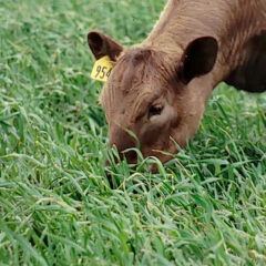 cow grazing