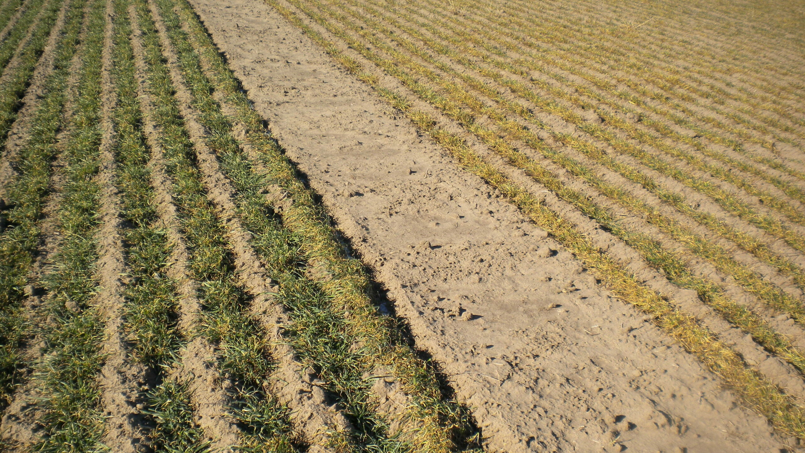 Rye, on the left, is a very hardly plant species””and because of that, it stays greener longer into the winter than wheat. 