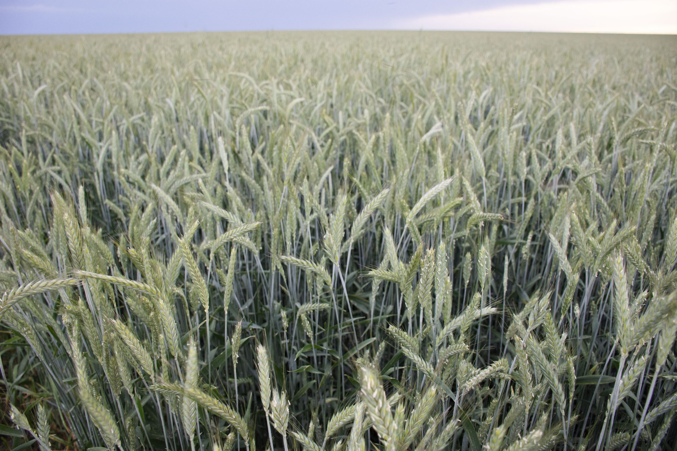 Recommendation for a Triticale Research/Breeding Program at KSU 
