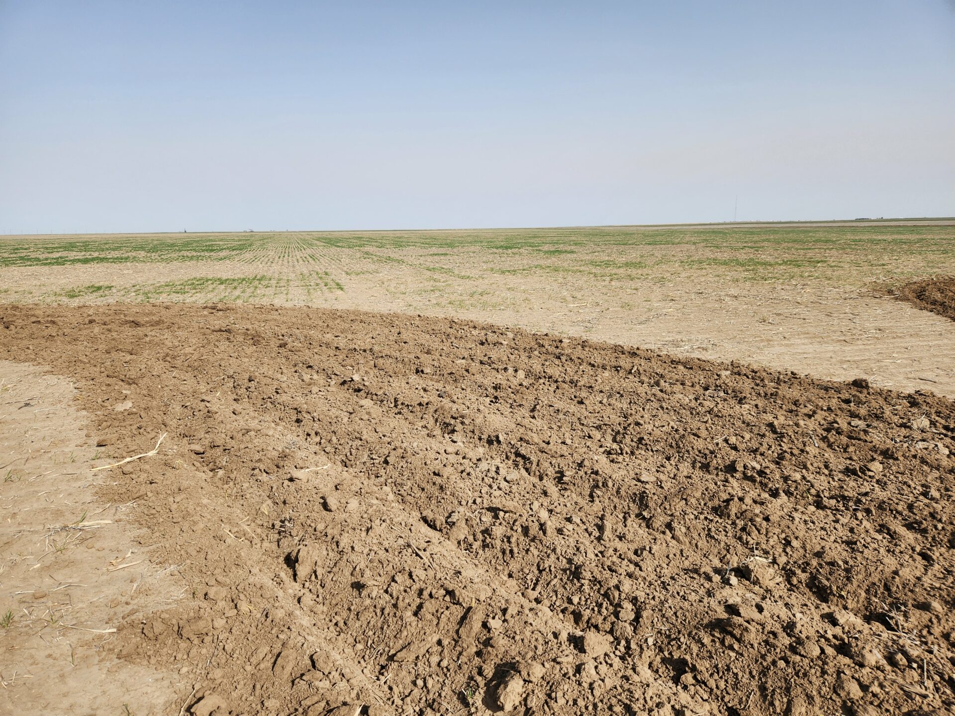 Wheat Conditions